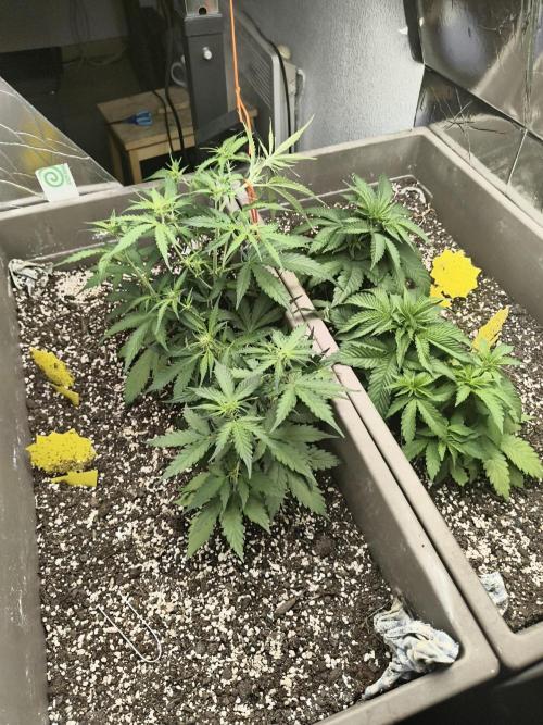 Luchando x Blanco. Week 6 - D37