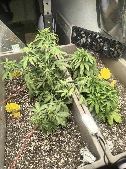 Luchando x Blanco. Week 6 - D39