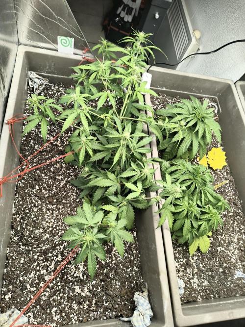 Luchando x Blanco. Week 6 - D41
