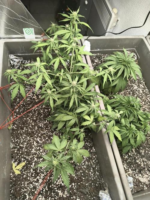 Luchando x Blanco. Week 7 - D43