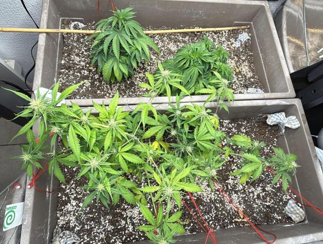 Luchando x Blanco. Week 7 - D46