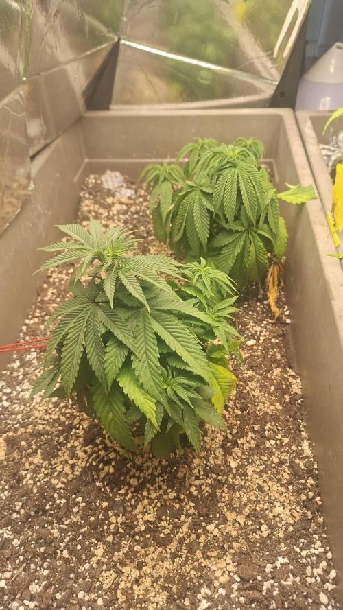 Luchando x Blanco. Week 8 - D51