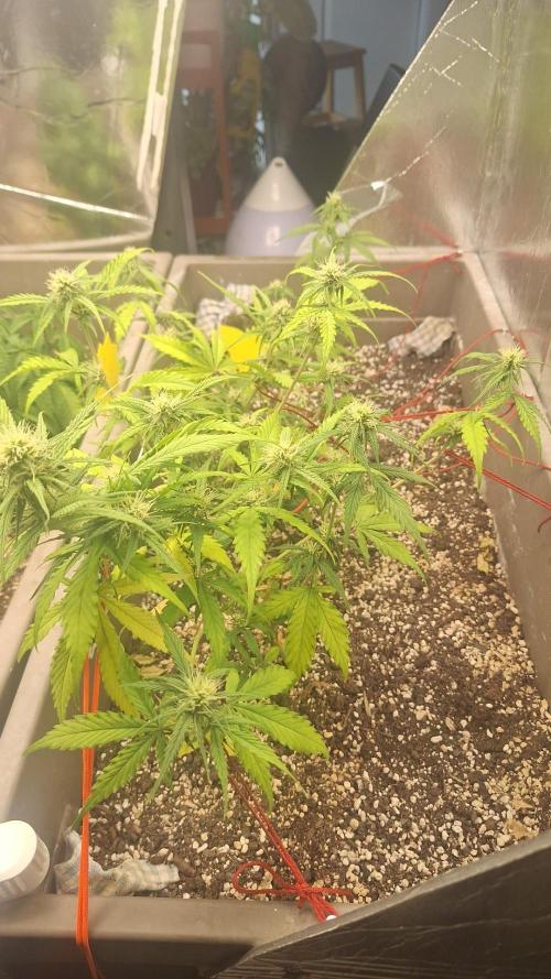 Luchando x Blanco. Week 8 - D51