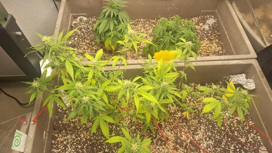 Luchando x Blanco. Week 8 - D51
