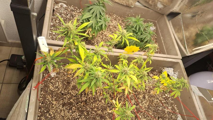 Luchando x Blanco. Week 9 - D61