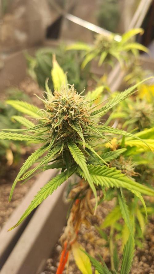 Luchando x Blanco. Week 10 - D63