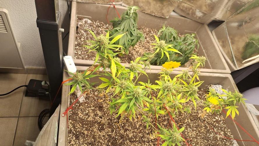 Luchando x Blanco. Week 10 - D64