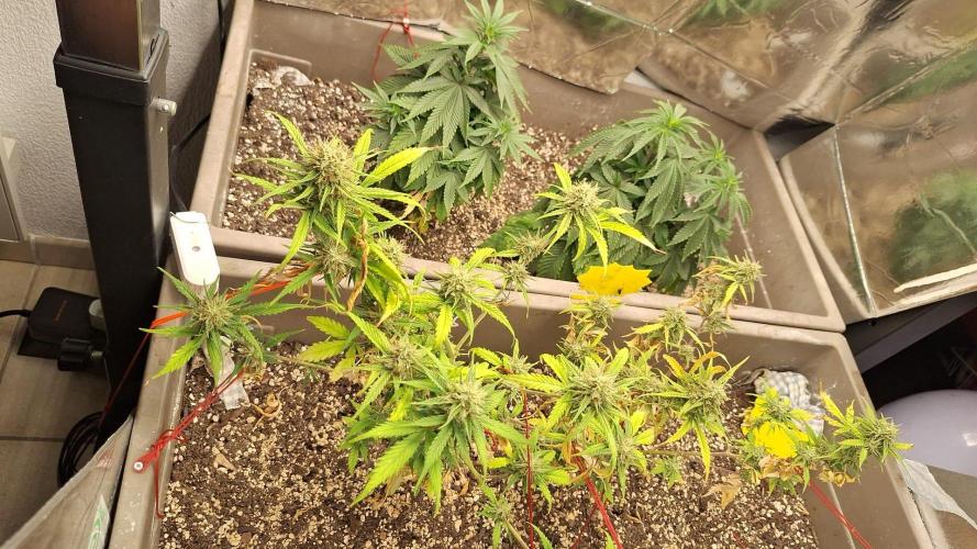 Luchando x Blanco. Week 10 - D68