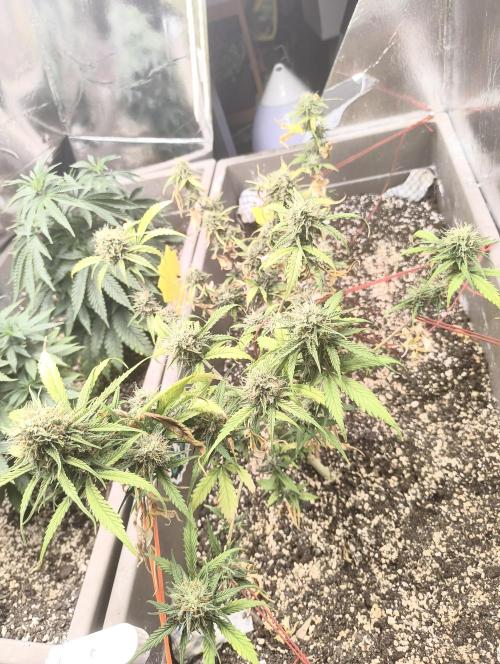 Luchando x Blanco. Week 11 - D70