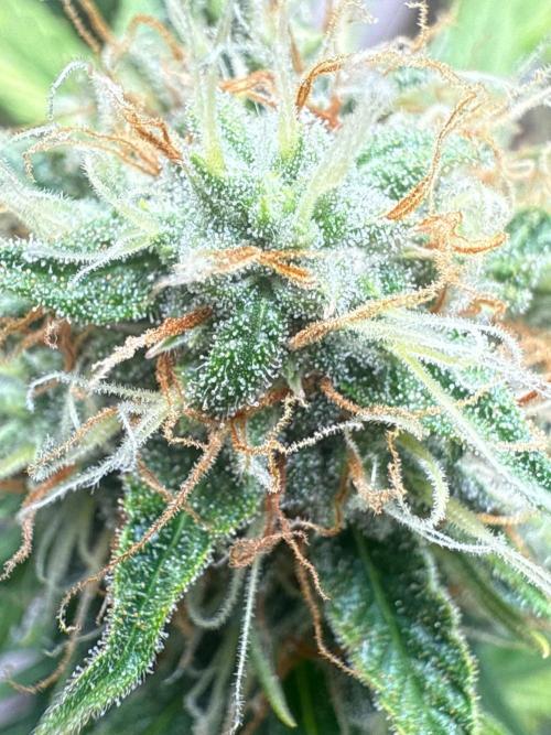 Luchando x Blanco. Week 11 - D70