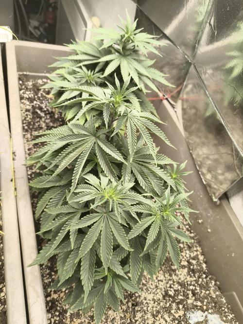 Luchando x Blanco. Week 12 - D70