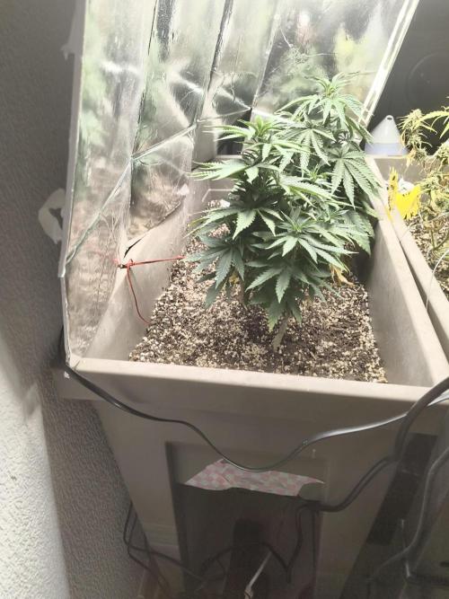 Luchando x Blanco. Week 12