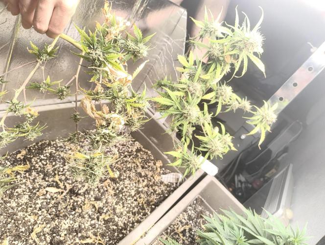 Luchando x Blanco. Week 11 - D70