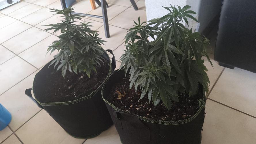 Luchando x Blanco. Week 12 - D71. Tangerines are transplanted