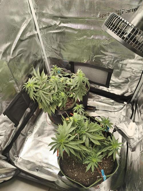 Luchando x Blanco. Week 12 - D72. Plants in the new setup and added some LST 