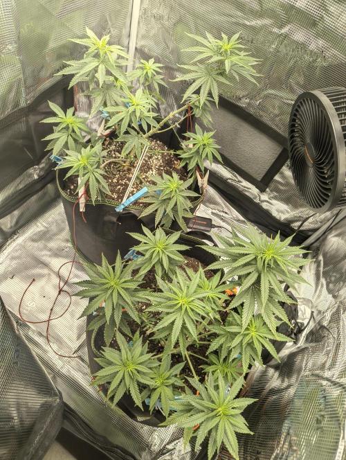Luchando x Blanco. Week 13 - D3 of flowering