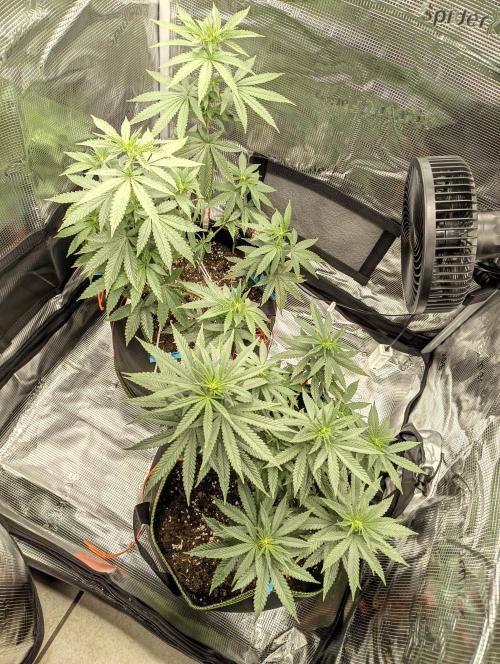 Luchando x Blanco. Week 14 - D9 of flowering