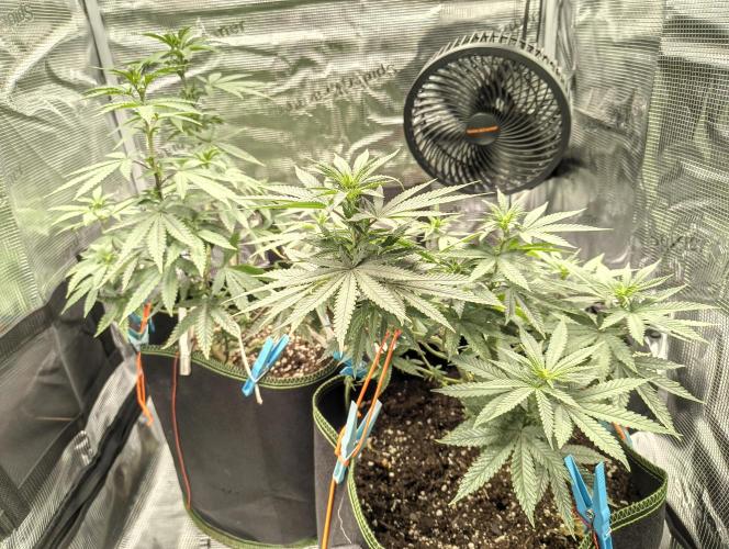 Luchando x Blanco. Week 14 - D9 flowering