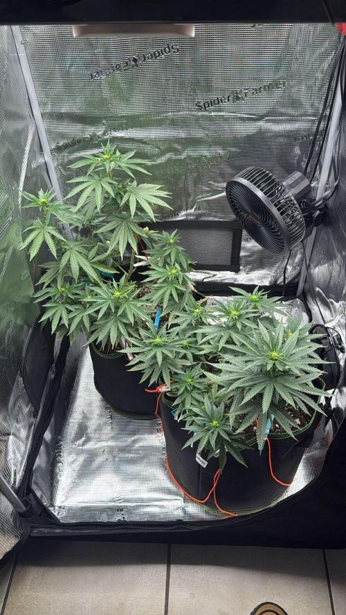 Luchando x Blanco. Week 15 - D14