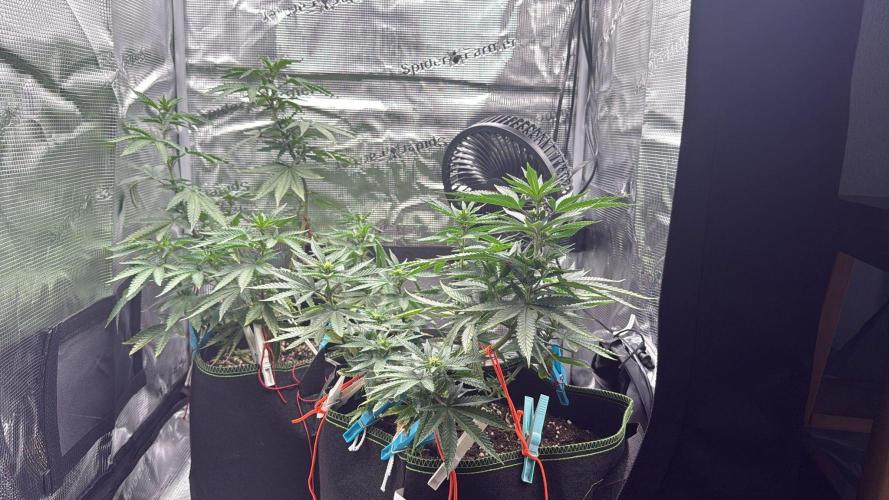 Luchando x Blanco. Week 15 - D14
