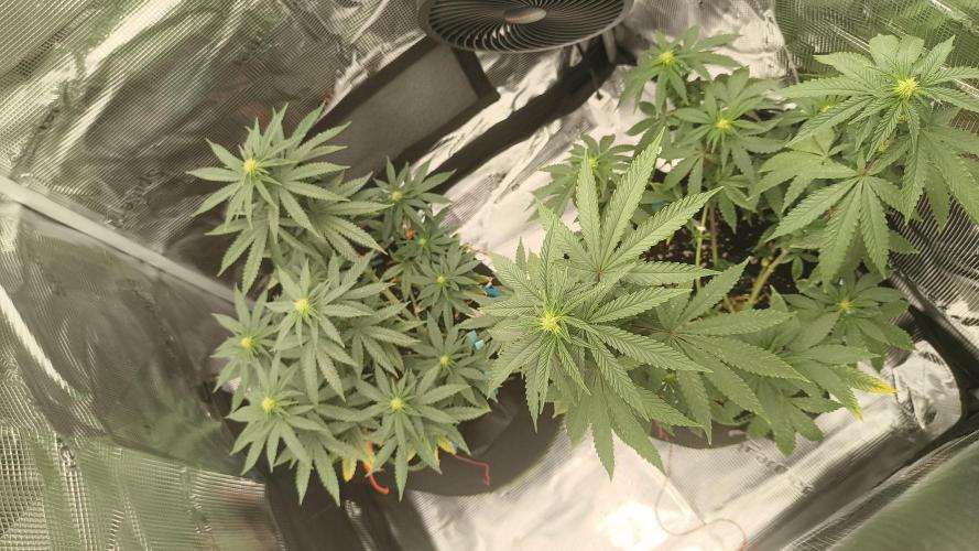Luchando x Blanco. Week 15 - D16