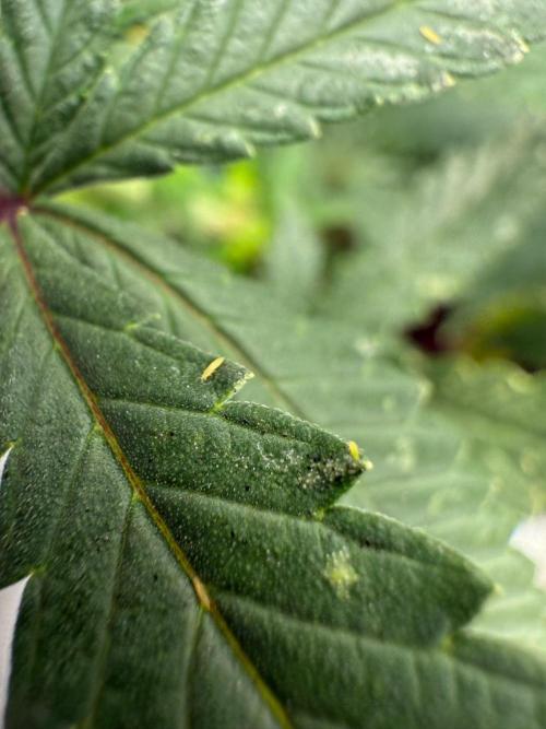 Luchando x Blanco. Week 15 - Found some thrips