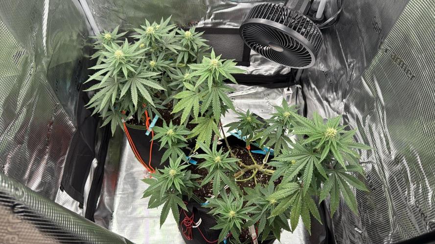 Luchando x Blanco. Week 16 - D23