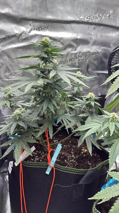 Luchando x Blanco. Week 16 - D23