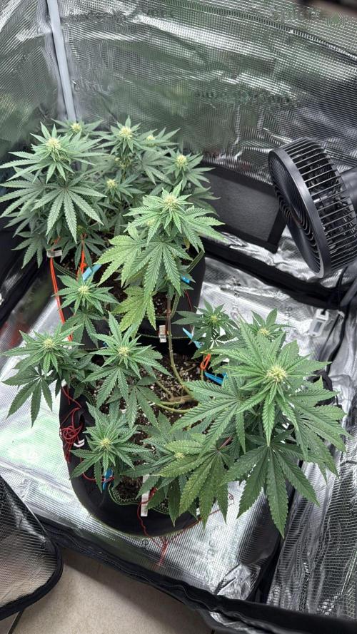 Luchando x Blanco. Week 16 - D23