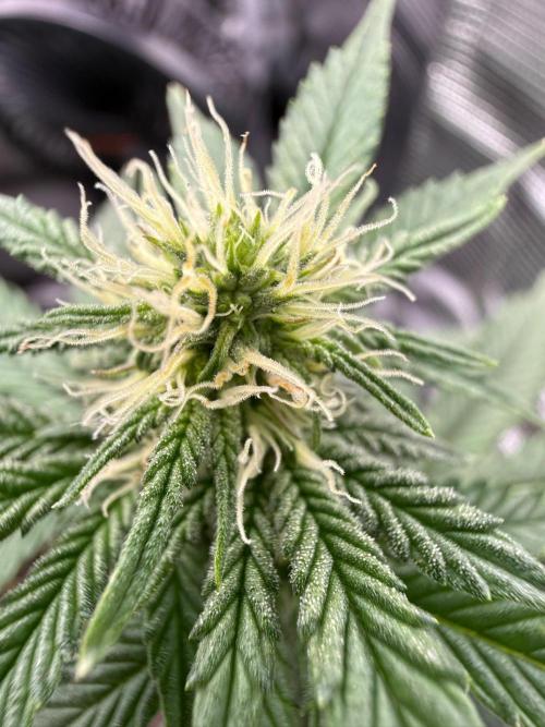 Luchando x Blanco. Week 16 - D23