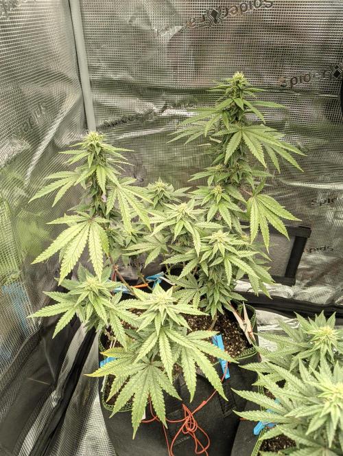 Luchando x Blanco. Week 17 - D28