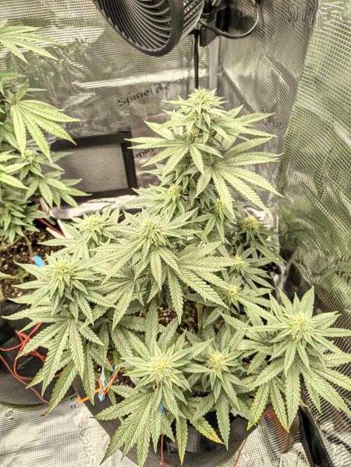 Luchando x Blanco. Week 17 - D28