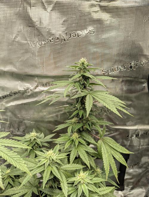 Luchando x Blanco. Week 17 - D28