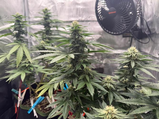 Luchando x Blanco. Week 17 - D31