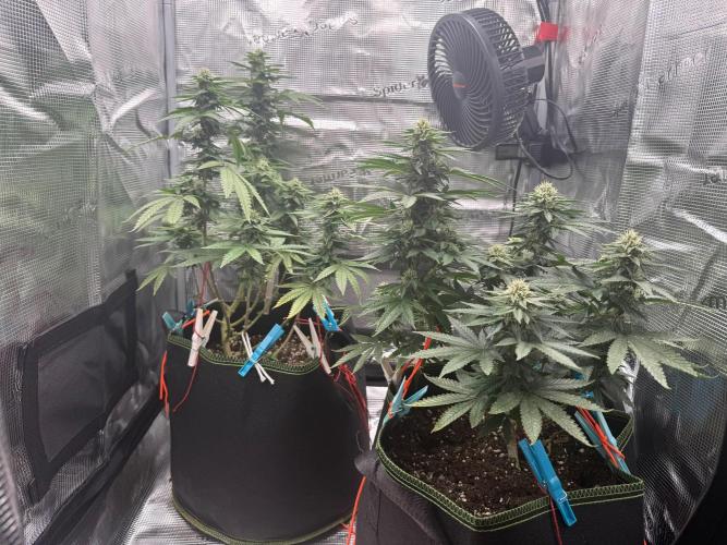 Luchando x Blanco. Week 17 - D31