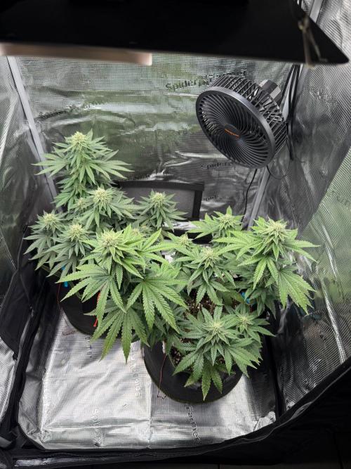 Luchando x Blanco. Week 18 - D35
