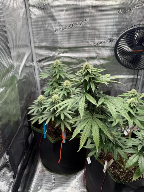 Luchando x Blanco. Week 18 - D35