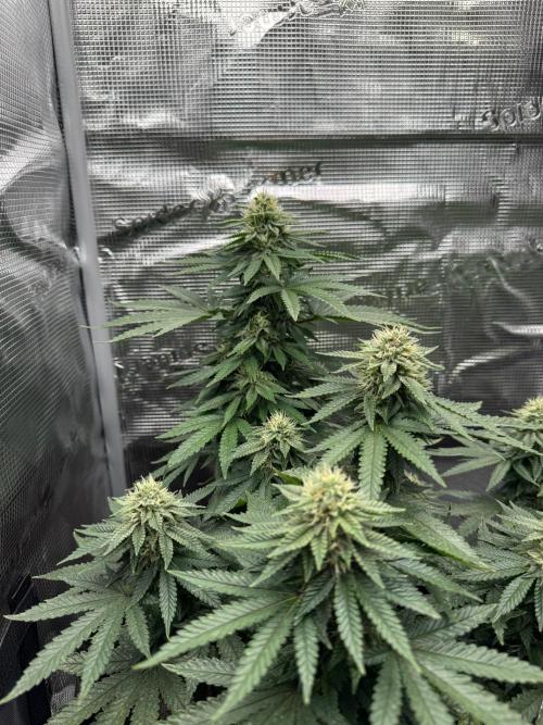 Luchando x Blanco. Week 18 - D35