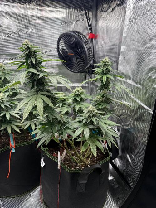 Luchando x Blanco. Week 18 - D35