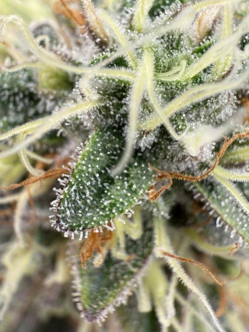 Luchando x Blanco. Week 20 - D51