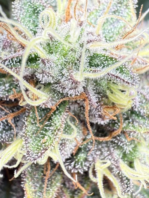 Luchando x Blanco. Week 21 - D65