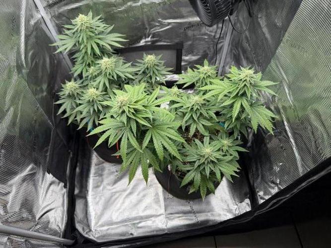 Luchando x Blanco. Week 18 - D35