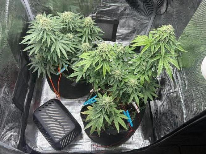 Luchando x Blanco. Week 19 - D46