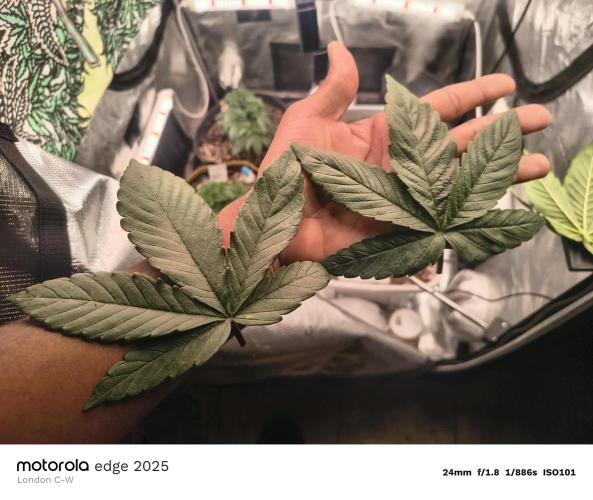 3 x 3 Ethos and Humboldt Seed Company. Week 3
