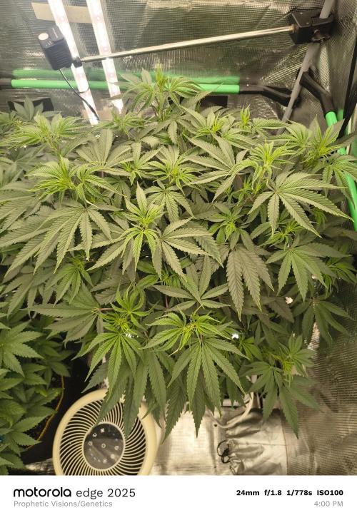 3 x 3 Ethos and Humboldt Seed Company. Week 1