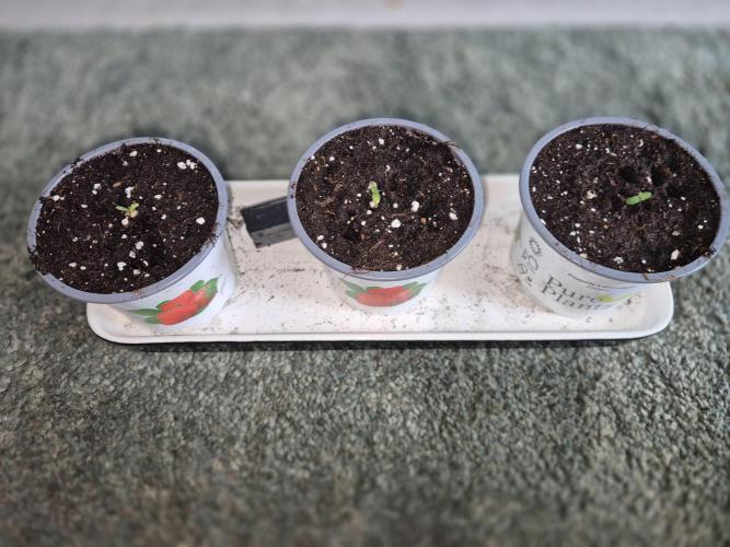 Small balcony grow '26 - Round one. Week 0