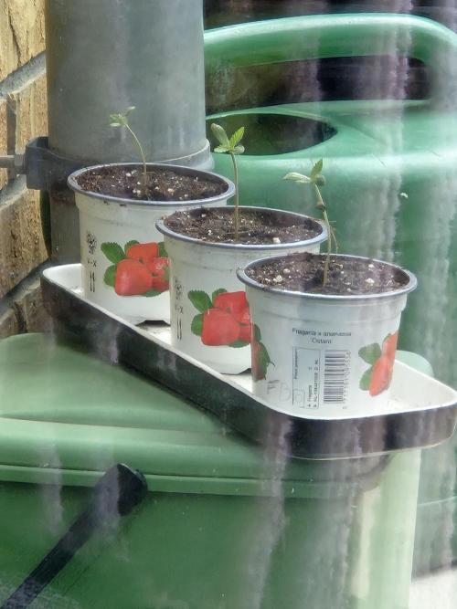 Small balcony grow '26 - Round one. Week 0