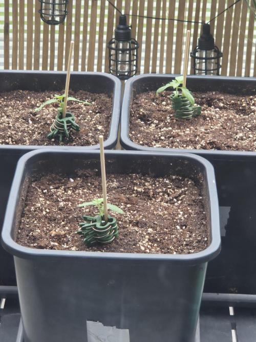 Small balcony grow '26 - Round one. Week 2