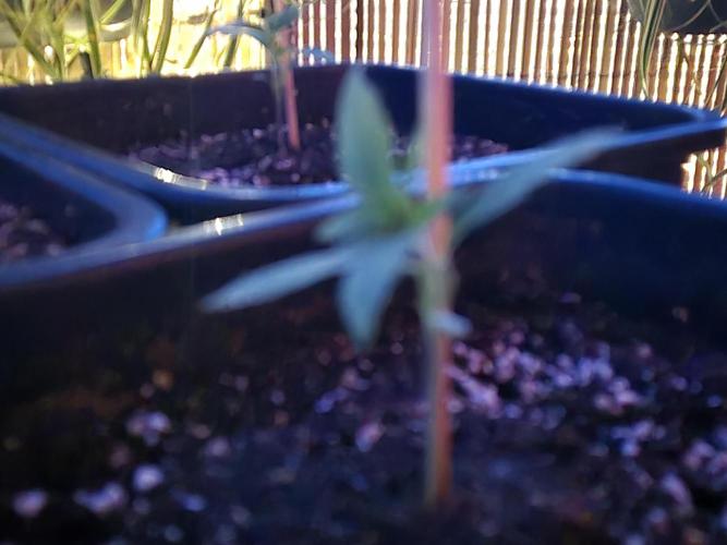 Small balcony grow '26 - Round one. Week 2