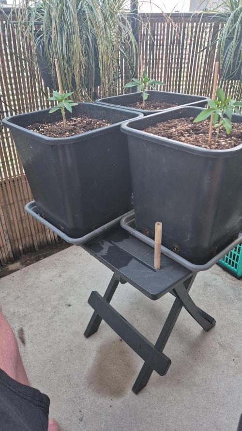Small balcony grow '26 - Round one. Week 3
